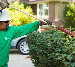 Tree Trimming