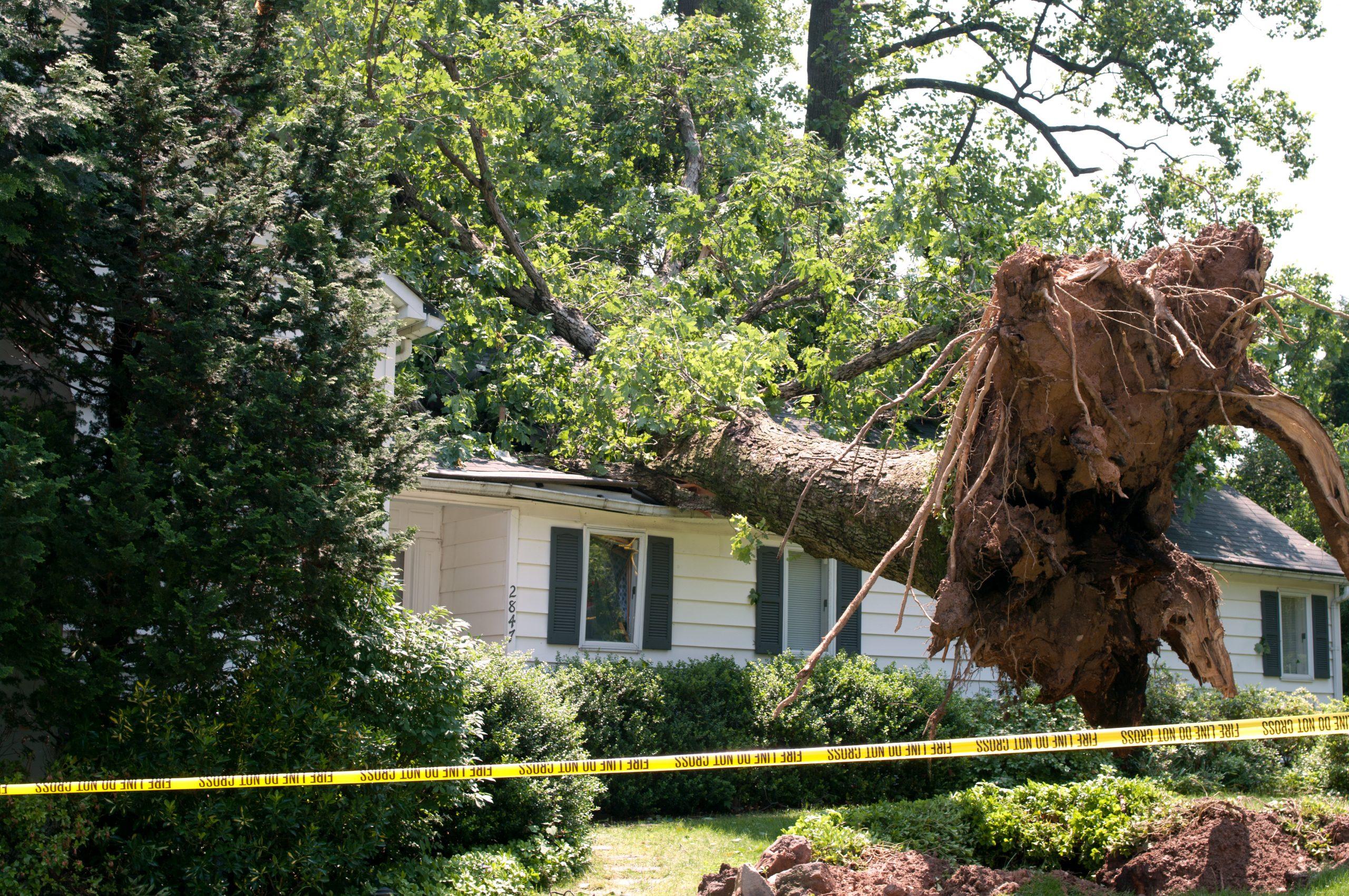emergency tree removal Emergency Tree Services