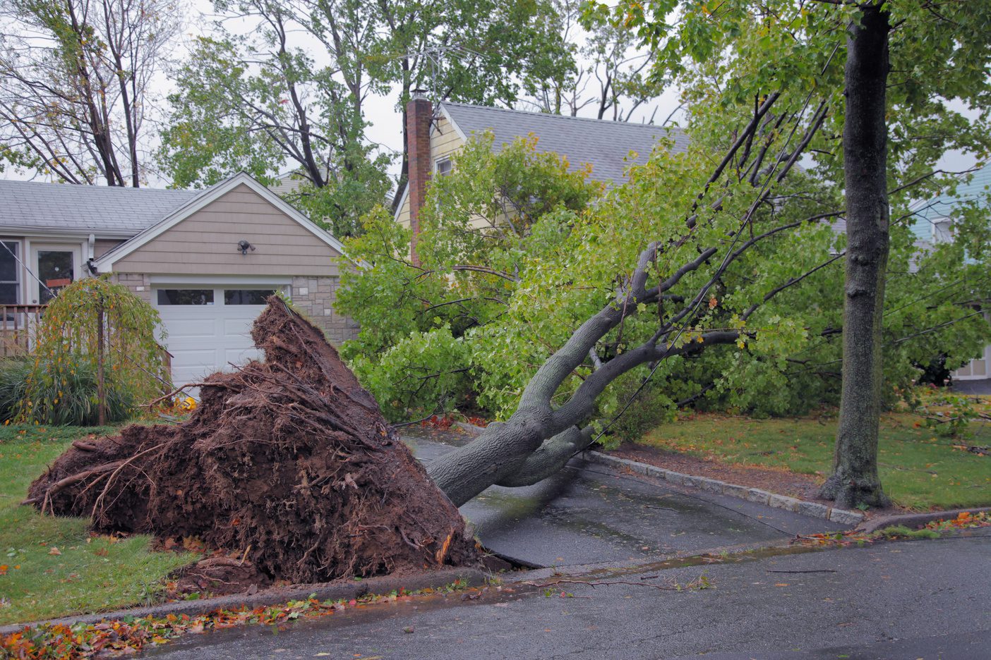 Downed Tree after Storm Emergency Tree Services