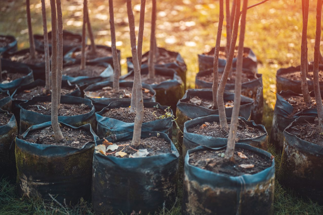reforestation set of young trees trunks in pots Planting trees