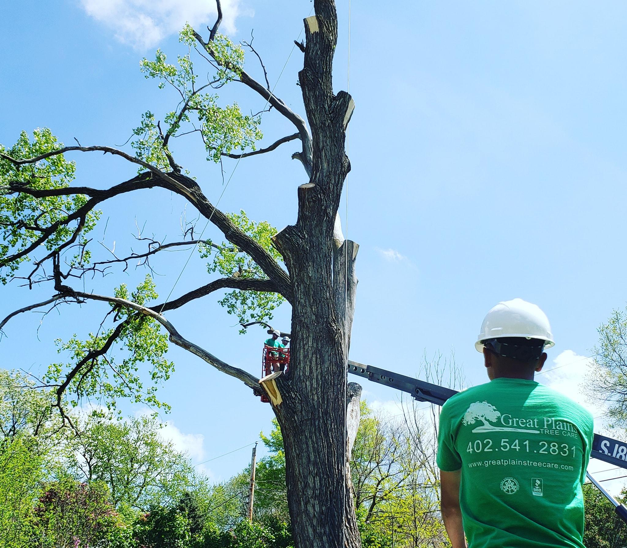 Cutting down tree