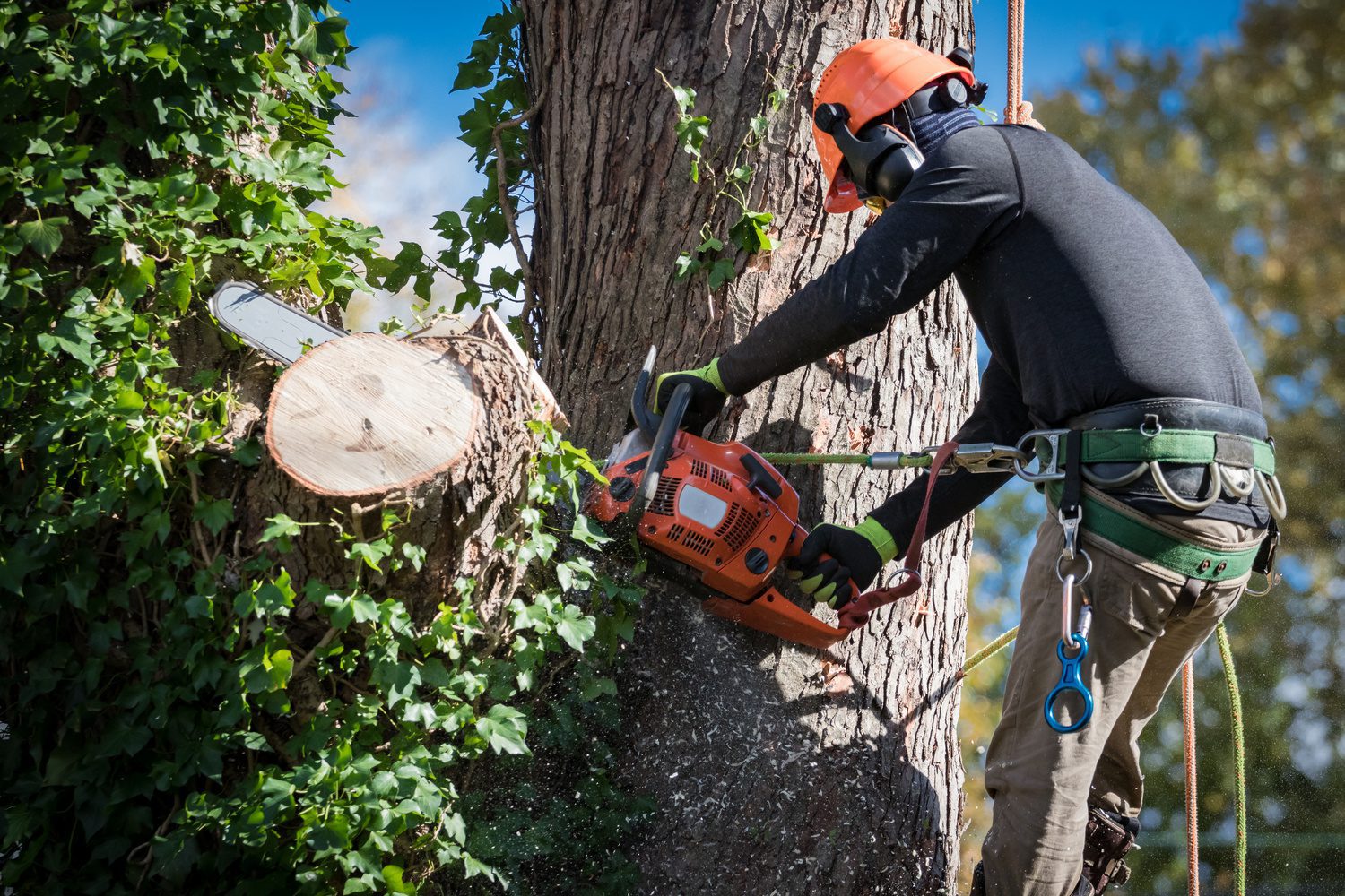 Man in safety harnesses and helmet cuts down large tree sections tree trimming