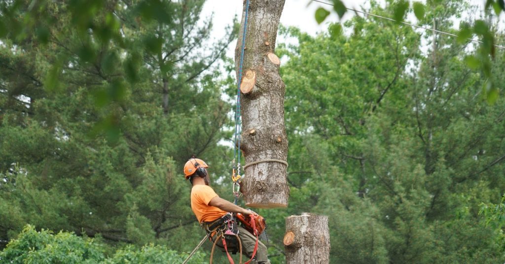 An arborist wears a safety harness as they hover near a cut tree. The tree is being removed from the area.