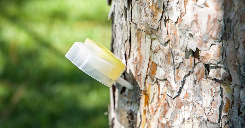 A close-up of a tree injection attached to the tree trunk. The bark is mildly damaged and the injection is yellow, gel-like.